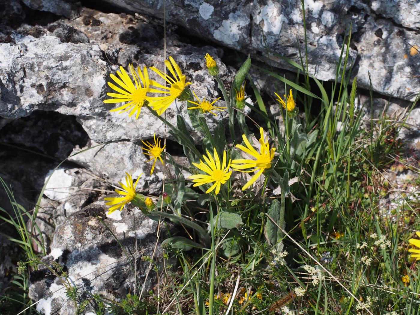 Ragwort, Provencal plant